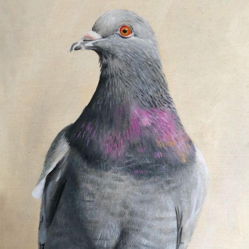 Oil painting of a pigeon