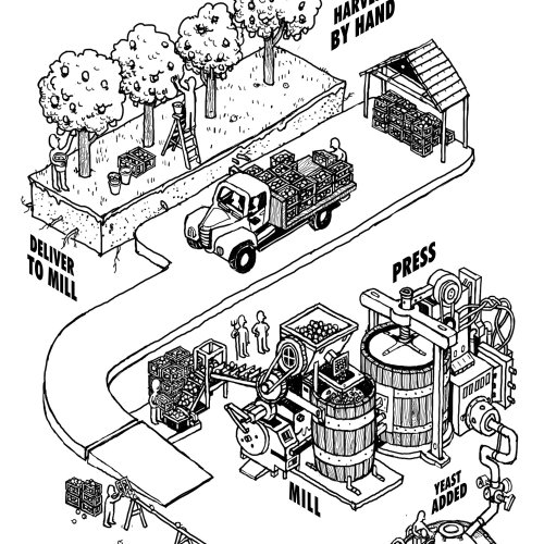 Illustration of apple cider making process