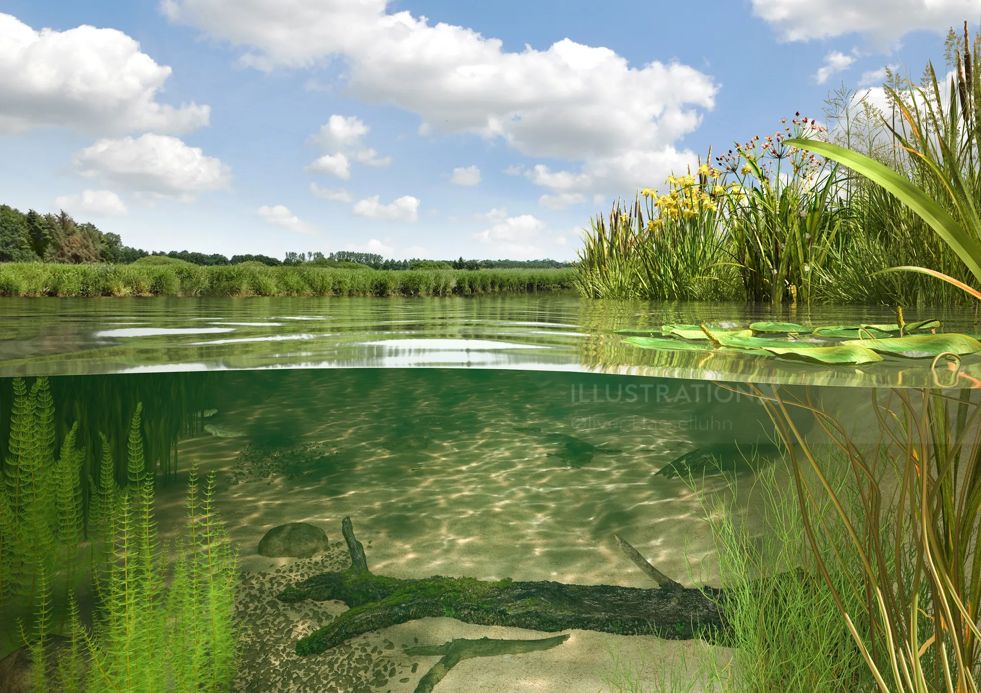 Clear freshwater pond showing underwater plants and a submerged branch by reeds, by Oliver Hasselluh
