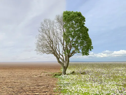 Tree split with one side barren and the other green with flowers