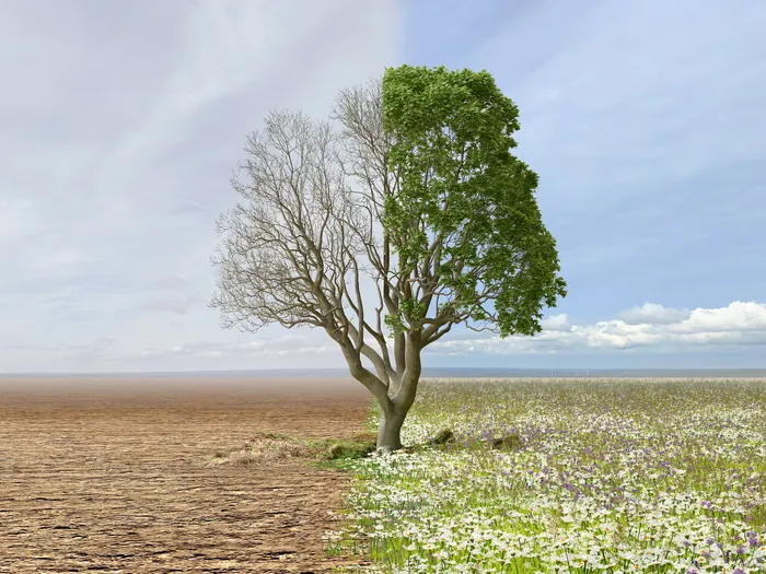 Tree split with one side barren and the other green with flowers