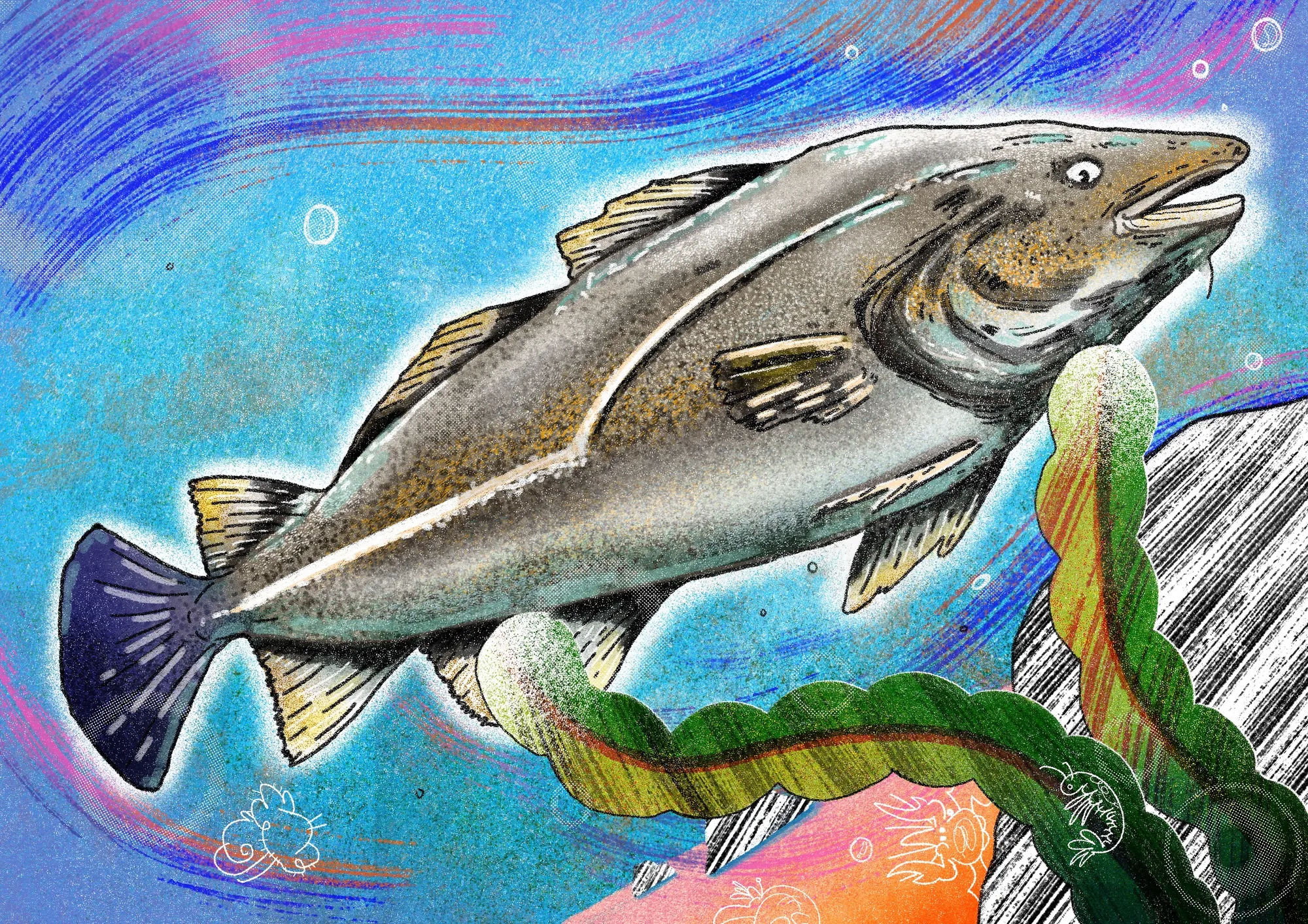 Illustration of a cod fish swimming underwater by Oliver Li