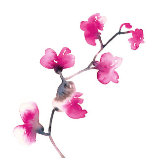 Dessin aquarelle d&#39;Orchidée française