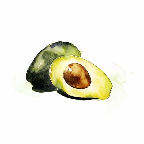 Avocado | Fruit illustration