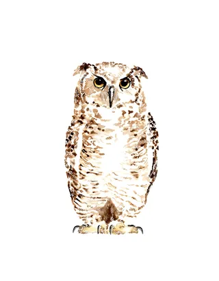 Owl Illustration