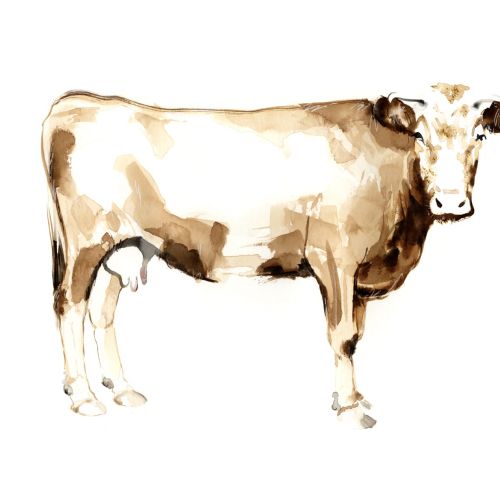 Animals graphic cattle
