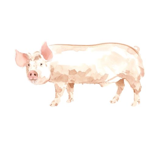 Animals art Pig
