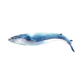 水彩画 哺乳類 クジラ
