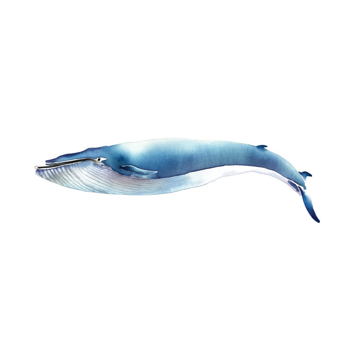 水彩哺乳动物鲸鱼