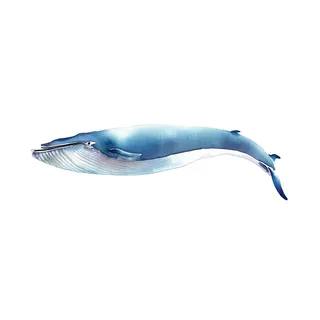 watercolour mammal whale
