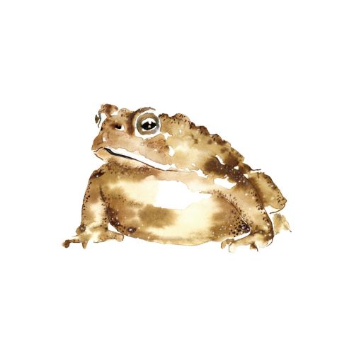 Realistic painting of Frog