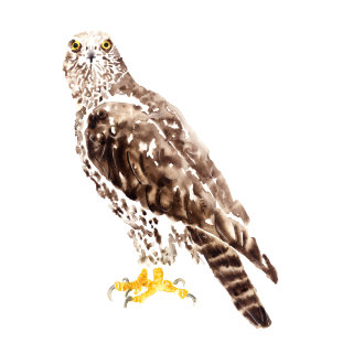 Desenho em aquarela de Hawk