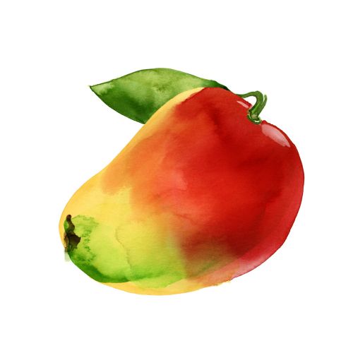 Watercolor painting of a mango