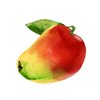 Pintura acuarela de un mango.
