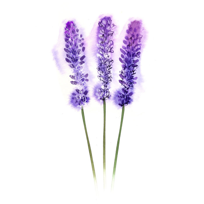 Illustration of lavender stems by Ollie Maxwell