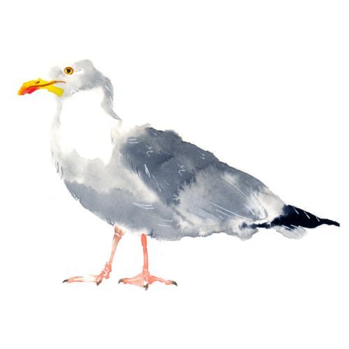 Watercolor illustration of western gull