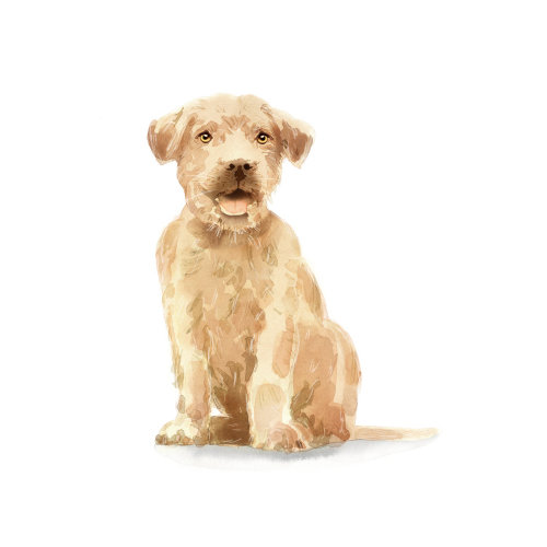 动物荷兰 Smoushond 狗绘画
