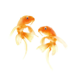 pintura em aquarela de peixinho dourado