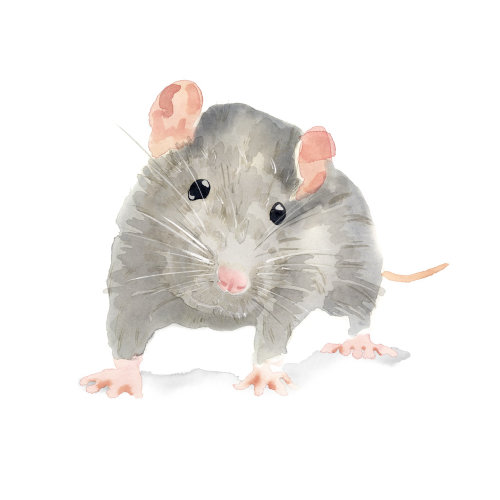 Rat Illustration by Ollie Maxwell