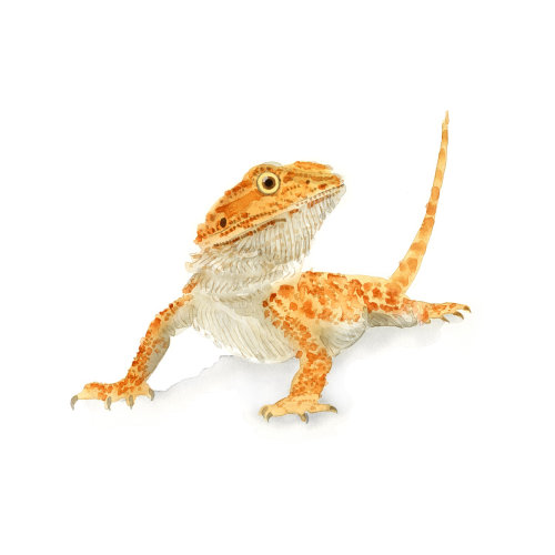 Illustration of Lizard