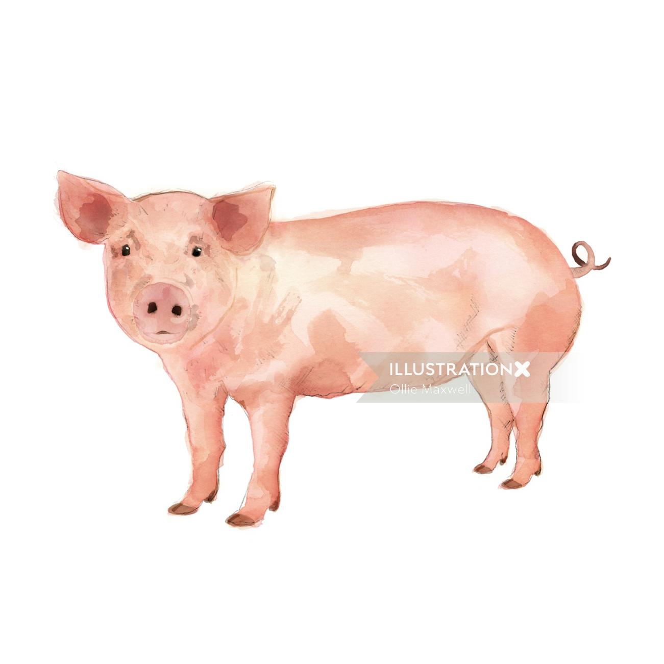 OllieMaxwellによる豚の絵