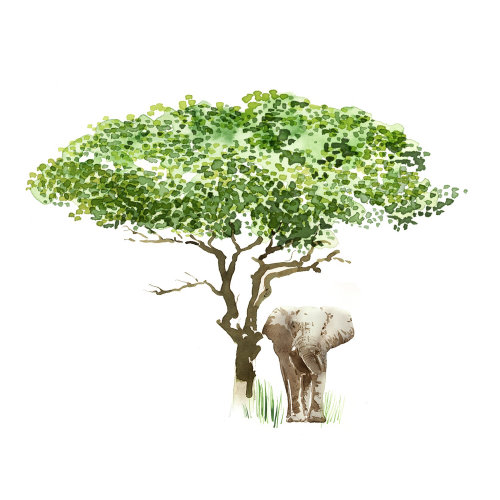 树下的动物大象