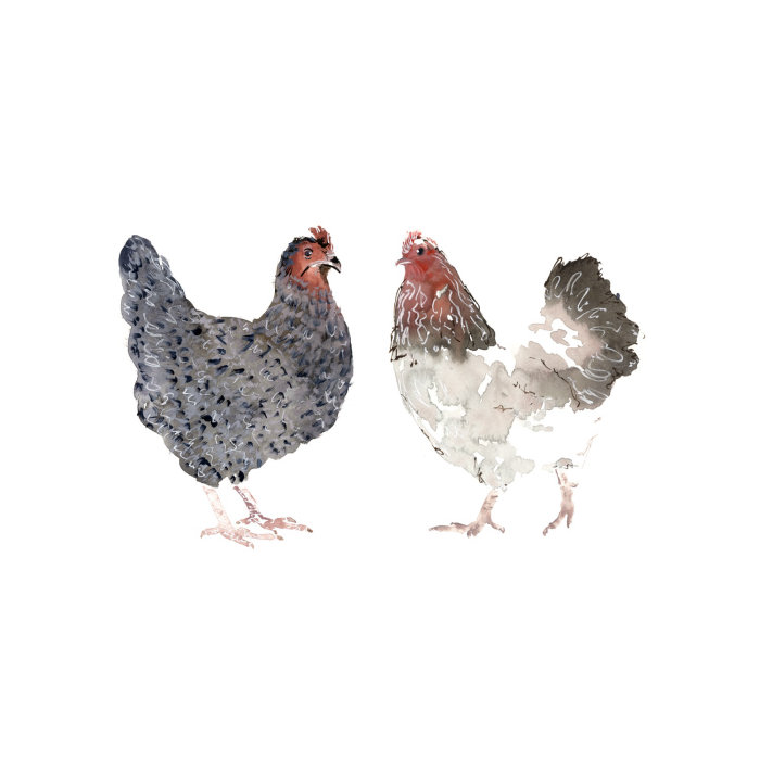 Chickens facing each other
