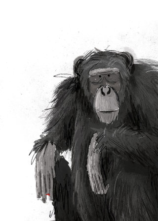 Retrato preto e branco de chimpanzé  