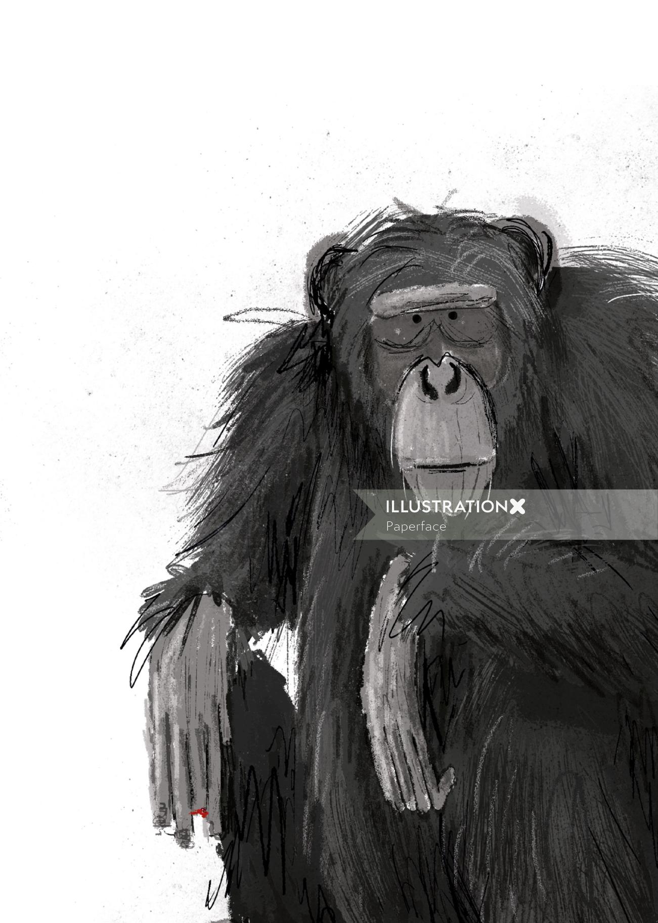 Chimpanzee black and white portrait  