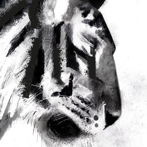 Black and white portrait of tiger 