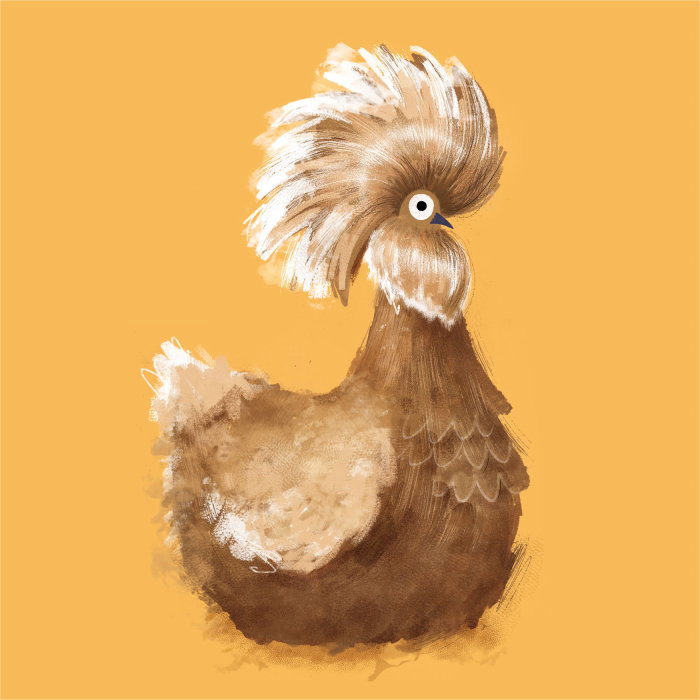 Animals Golden polish chicken
