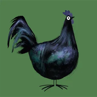 Animal Ayam Cemani chicken
