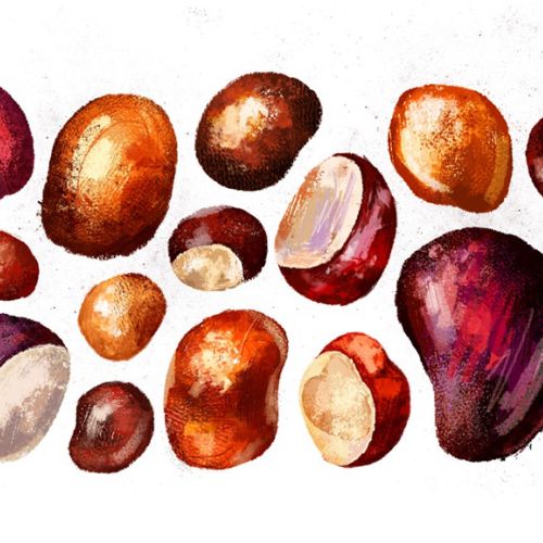 Realistic drawing of a Conkers fruits