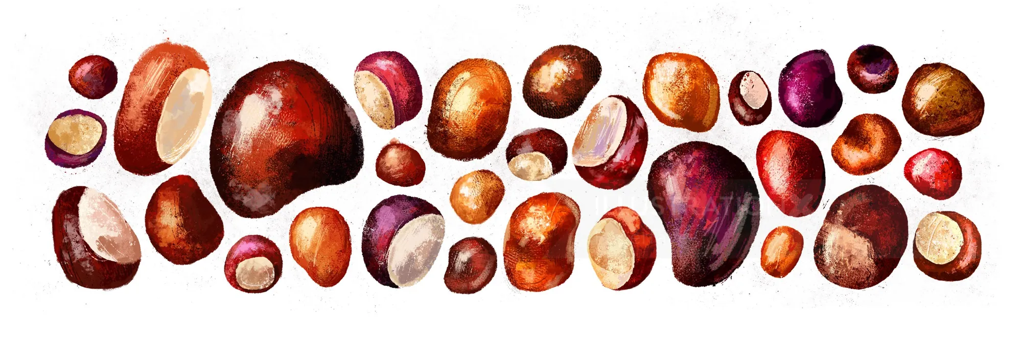 Realistic drawing of a Conkers fruits