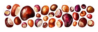 Realistic drawing of a Conkers fruits