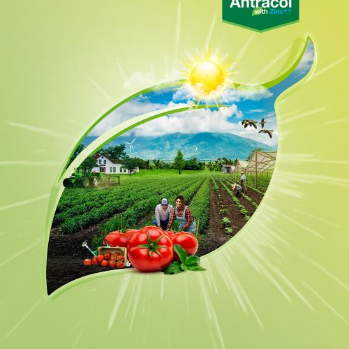Farm landscape, tomatoes, and sunlit leaf with Antracol logo by Patrick Boyer