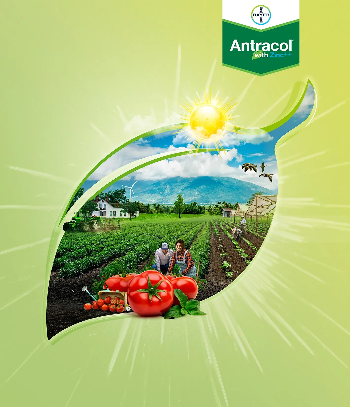 Paisaje de granja, tomates y hojas iluminadas por el sol con el logotipo de Antracol por Patrick Boyer