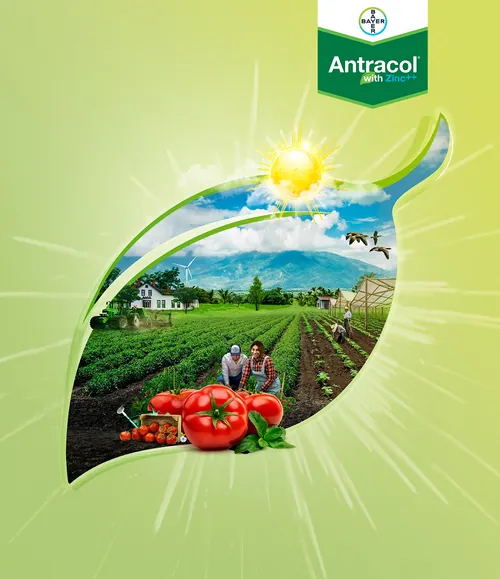 Landwirtschaftliche Landschaft, Tomaten und sonnenbeschienenes Blatt mit Antracol-Logo von Patrick Boyer