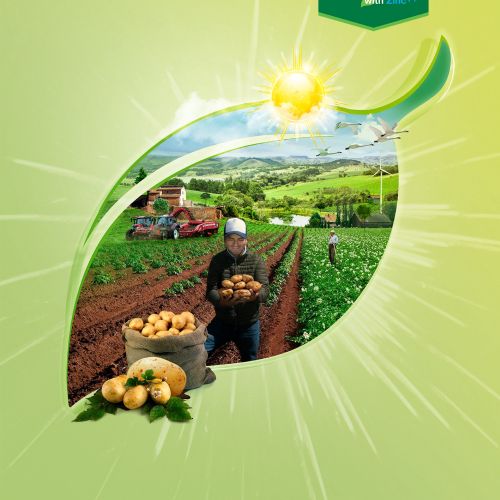 Potato harvesting in field under bright sun by Patrick Boyer