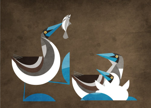 美国国民保险的fish鸟鸟和鱼