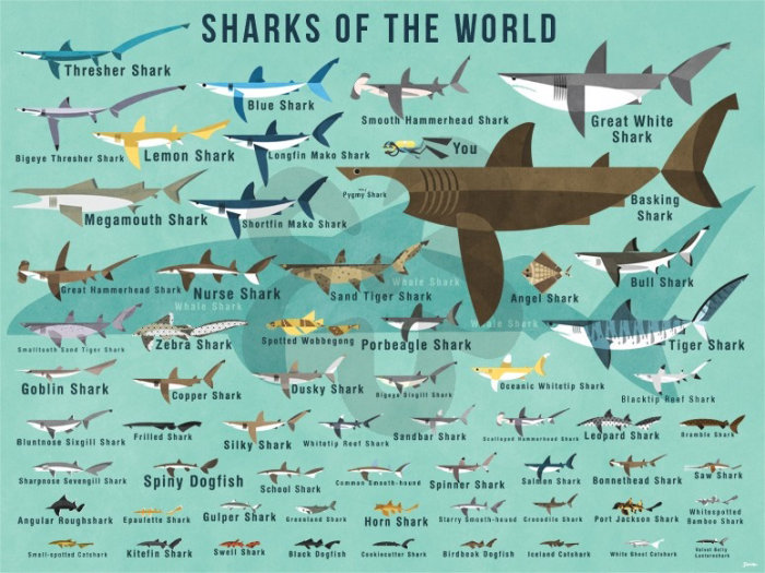 Sharks of the world Graphic decorative wall art