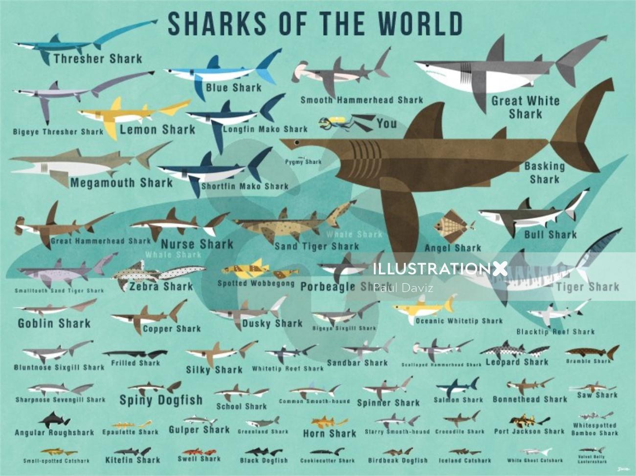 Tubarões do mundo Arte decorativa gráfica de parede