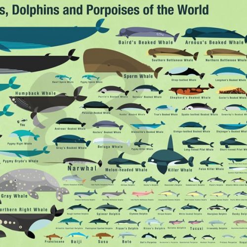 Wall art of Cetaceans