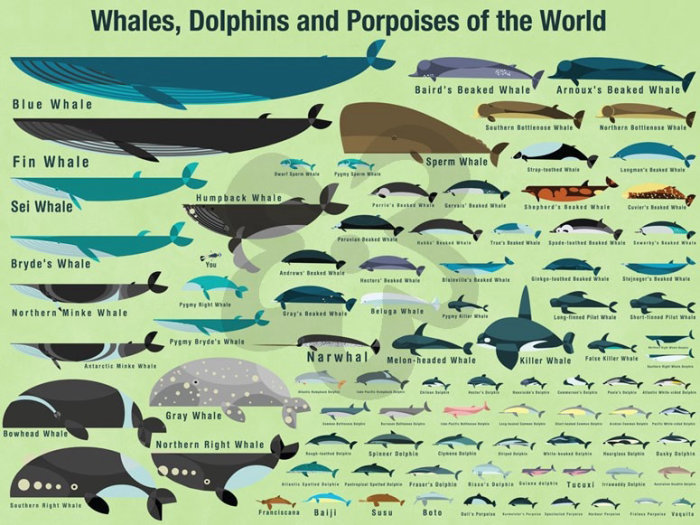 Wall art of Cetaceans