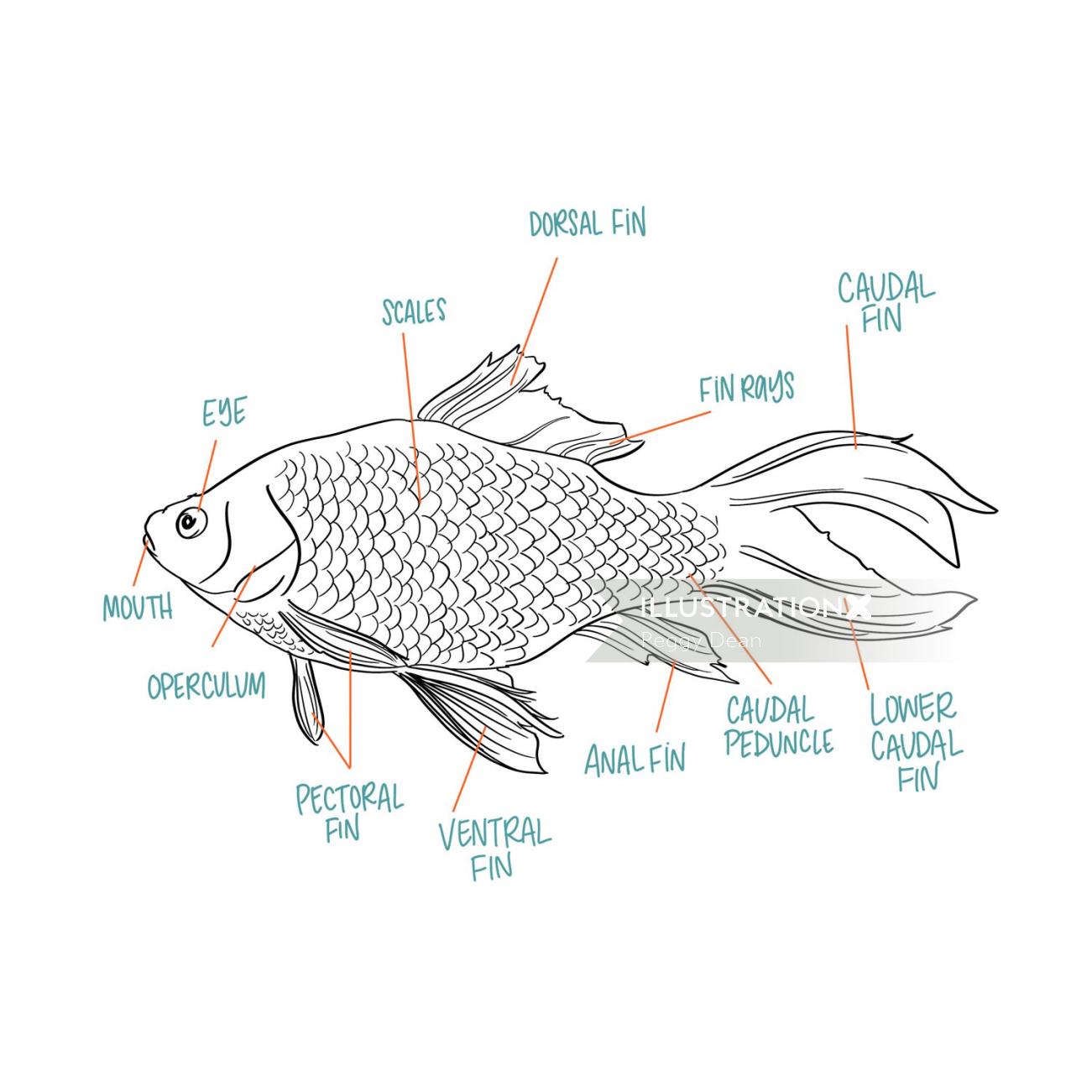 Graphic fish with marking
