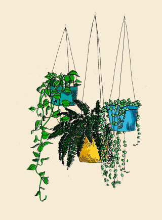 吊り下げ植物の水彩画 