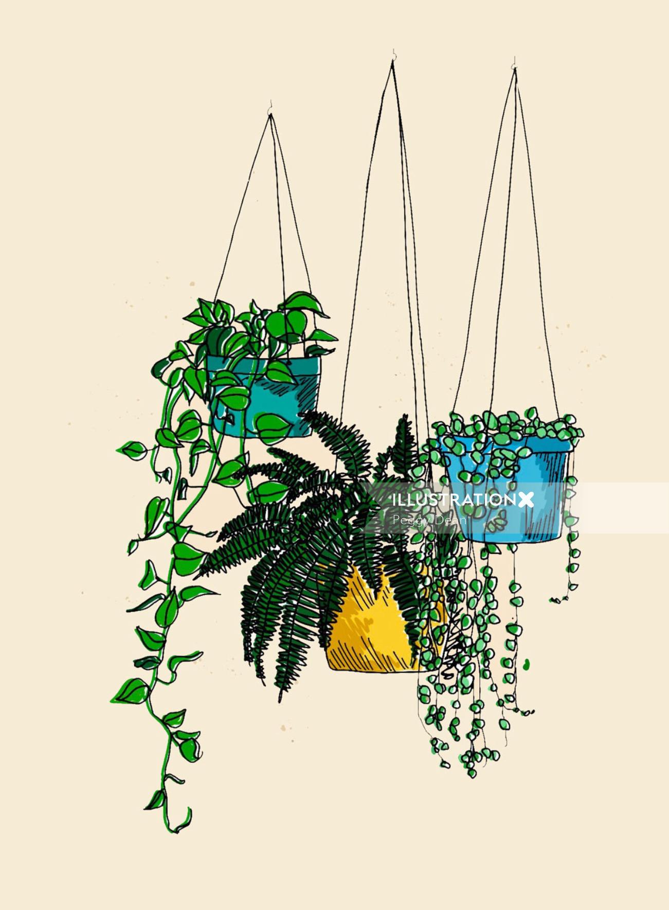Hanging plant watercolor drawing 