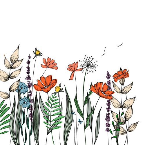 Botanical line drawing by Peggy Dean