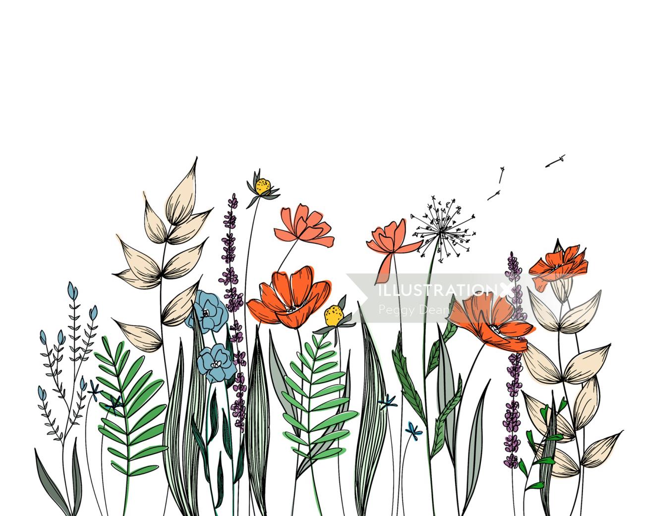 Dibujo lineal botánico por Peggy Dean
