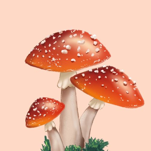 Realistic brown mushrooms painting